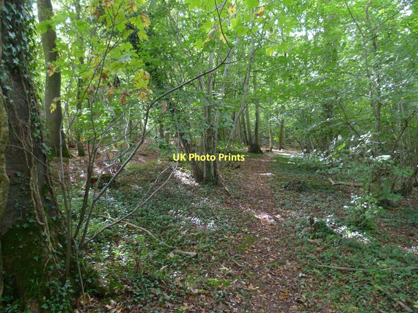 Photo 6"x4" Track through woodland beside the B3400 west of Overton Laverstoke c2011