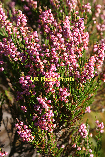 Photo 6"x4" Heather (Calluna vulgaris) Stripe of Loan c2011
