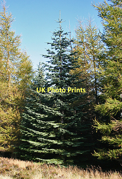 Photo 6"x4" Contrasting Conifers Stripe of Loan c2011