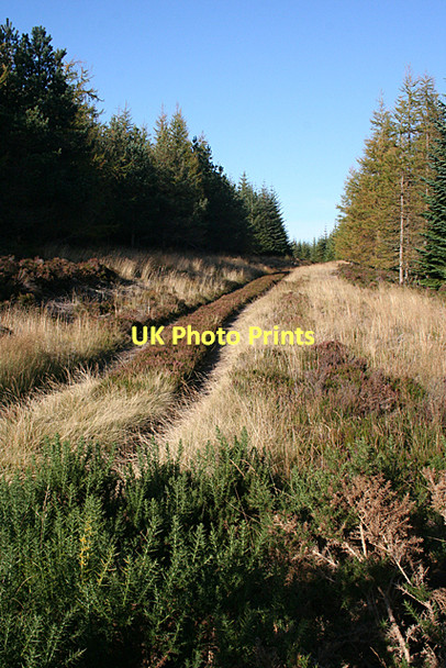 Photo 6"x4" Mannoch Road Gull Nest c2011