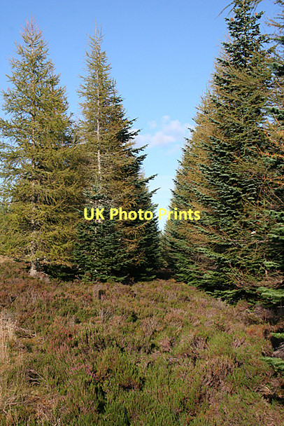 Photo 6"x4" A Gap in the Forest Gull Nest c2011