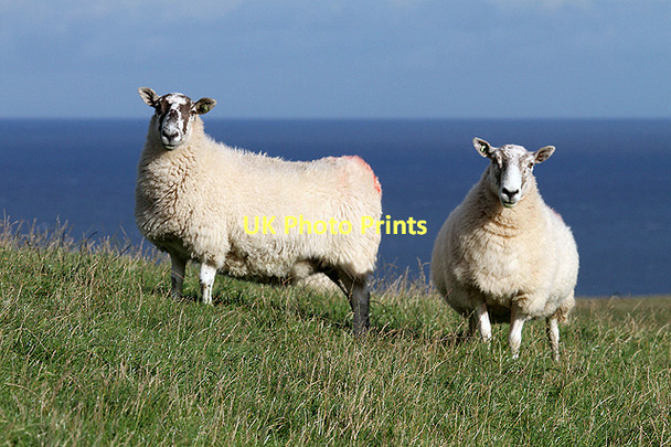 Photo 6"x4" Sheep at St Abb's Head Northfield\/NT9167 c2011