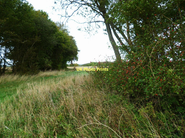 Photo 6"x4" Tree belt south of Whitchurch Tufton\/SU4546 c2011