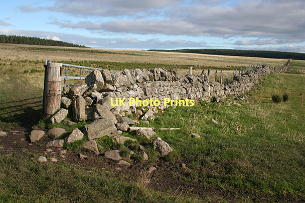 Photo 6"x4" Drystane Dyke Rothes c2011