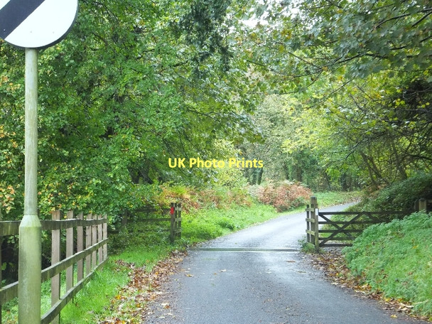 Photo 6"x4" The road into Skaigh Wood Sticklepath\/SX6394 c2011