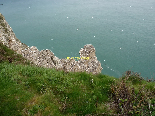 Photo 6"x4" Scale Nab - and gannets galore Bempton c2011