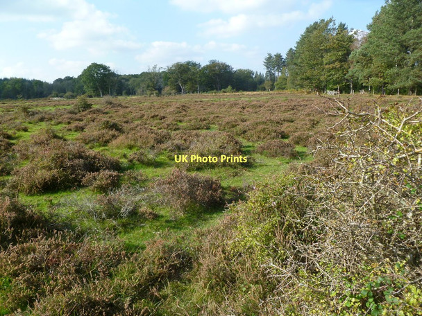 Photo 6"x4" Ober Heath North Weirs c2011