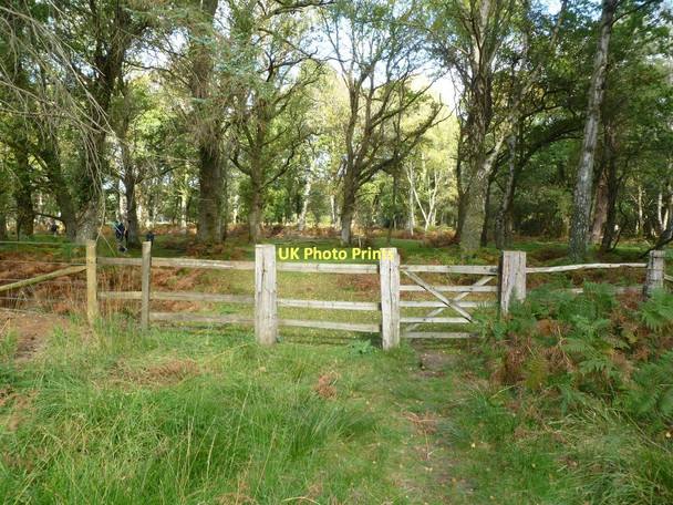 Photo 6"x4" Poundhill Inclosure, gates Bank\/SU2807 c2011