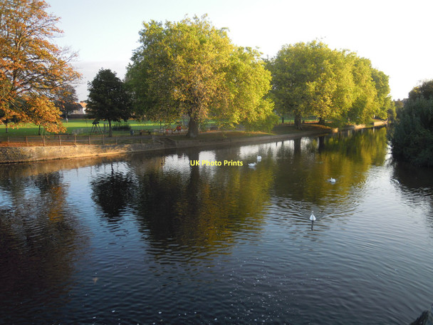 Photo 6"x4" Swans at French Weir Taunton\/ST2324 c2011