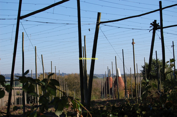 Photo 6"x4" Hop Field and Oasts in Bodiam Bodiam c2011