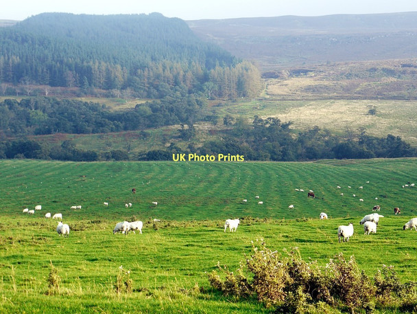 Photo 6"x4" Ridge & furrow south of Edlingham Edlingham c2011