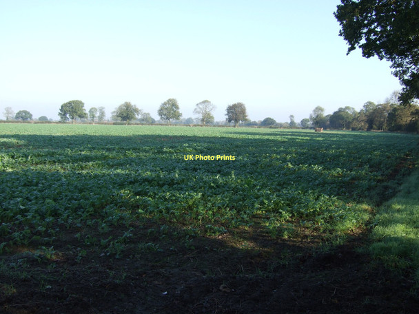 Photo 6"x4" Farmland of Daw Lane Appleton Roebuck c2011