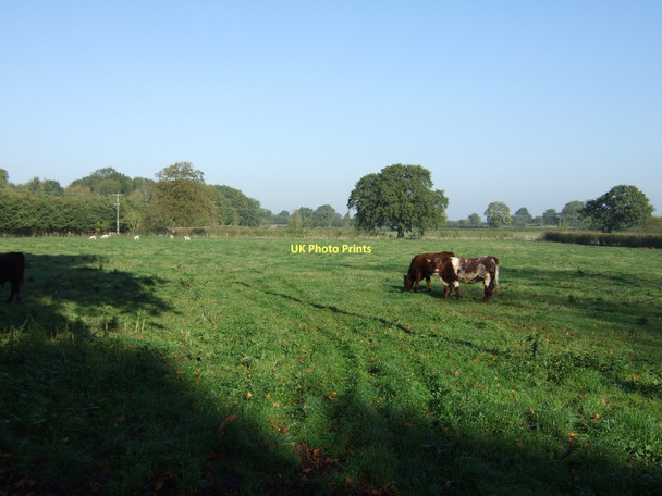 Photo 6"x4" Grazing land, Town Field Bolton Percy c2011