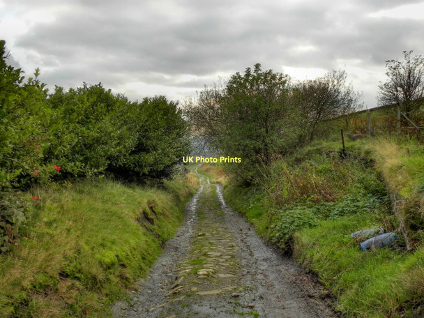 Photo 6"x4" Lily Lanes Mossley\/SD9701 c2011