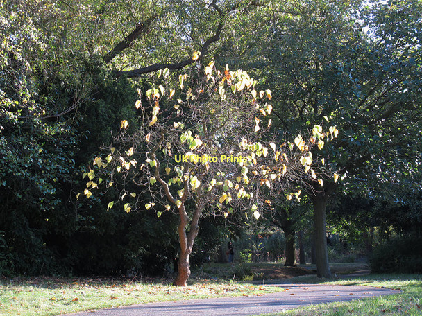 Photo 6"x4" Mulberry tree in autumn Eltham c2011