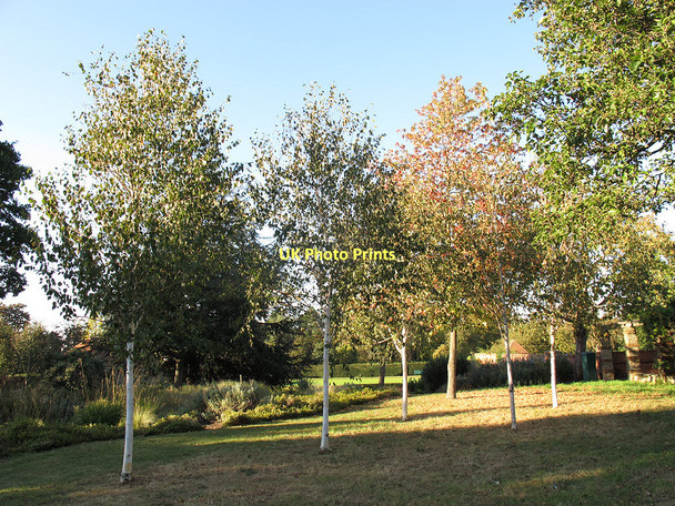 Photo 6"x4" Young birches Eltham c2011