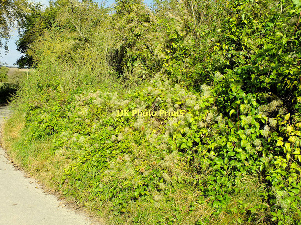 Photo 6"x4" Old Man's Beard Bishopstone\/SU0725 c2011