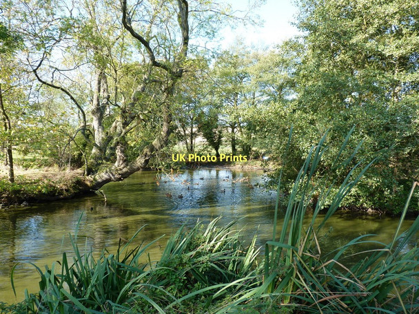 Photo 6"x4" Duck pond at High Fields farm Broome\/SO5298 c2011