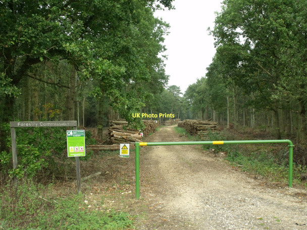 Photo 6"x4" Entrance to Stixwould Wood Stixwould c2011