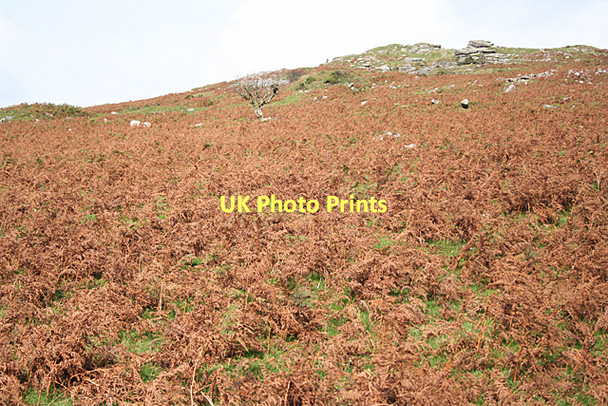 Photo 6"x4" Ugborough: beneath Western Beacon Ivybridge\/SX6356 c2011