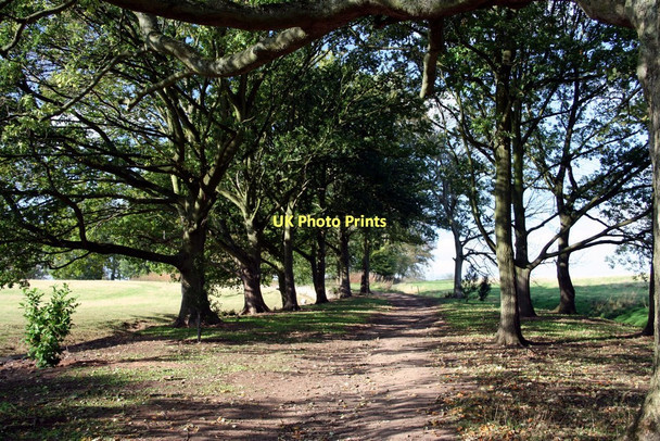 Photo 6"x4" Avenue of trees on the Ladies Walk at Kedleston Hall Kedleston c2011