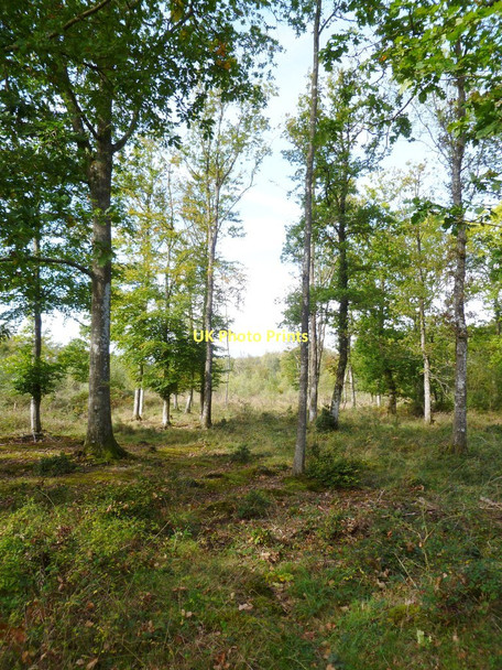 Photo 6"x4" Wootton Coppice Inclosure Wootton\/SZ2498 c2011