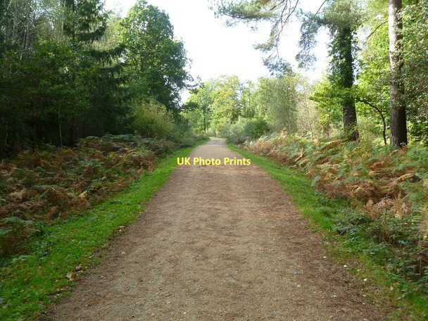 Photo 6"x4" Wootton Coppice Inclosure, cycle trail Wootton\/SZ2498 c2011
