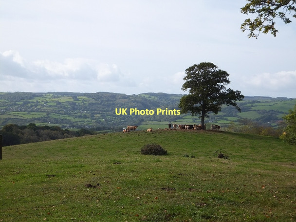 Photo 6"x4" Cows in a field with a view Doddiscombsleigh c2011