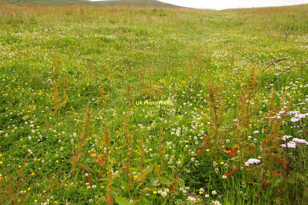 Photo 6"x4" Wildflower meadow at Streets Water Houses\/SD8867 c2011