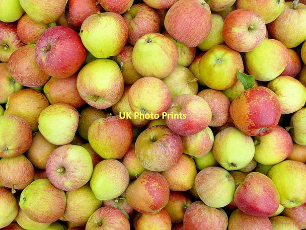 Photo 6"x4" Fruit harvest Bromsash c2011