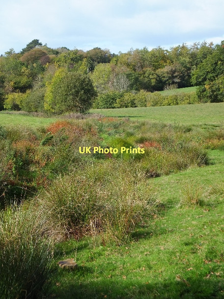 Photo 6"x4" Marshy valley north of Doddiscombsleigh Doddiscombsleigh c2011
