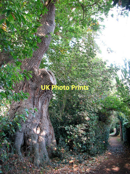 Photo 6"x4" Ancient oak tree beside Love Lane, Woodbridge Woodbridge\/TM2649 c2011