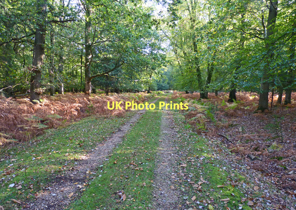 Photo 6"x4" Just Outside Wooson's Hill Inclosure Bank\/SU2807 c2011
