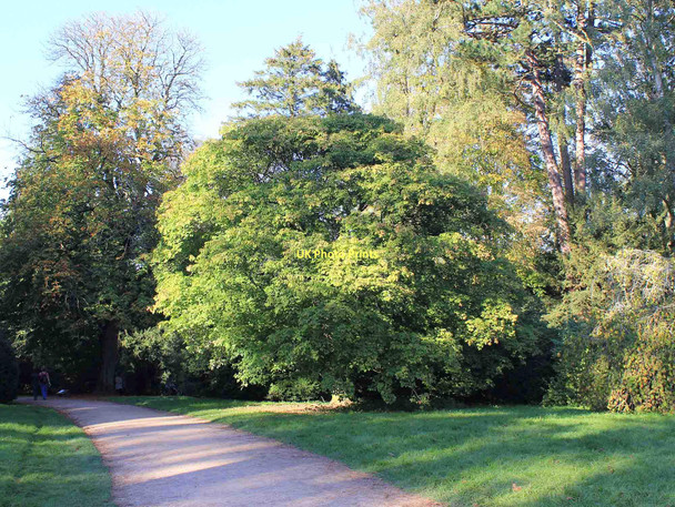 Photo 6"x4" Acer Maximowiczianum, Westonbirt Arboretum Westonbirt c2011