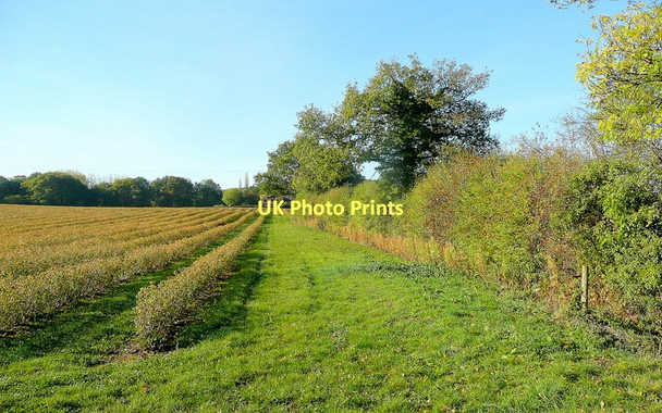 Photo 6"x4" Fruit crop by Birchall Lane Birchall\/SO6538 c2011