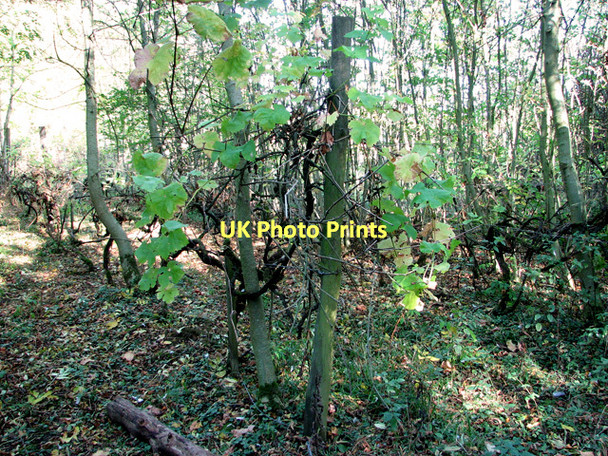 Photo 6"x4" Disused vineyard above Otley Bottom Otley\/TM2055 c2011