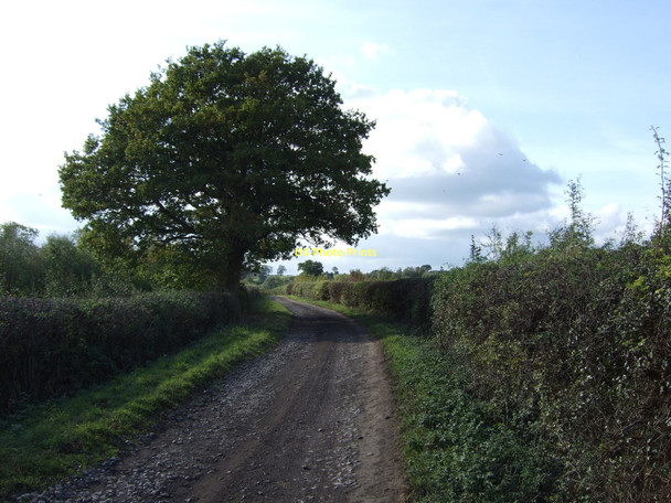 Photo 6"x4" Track to Challands Farm Edingley c2011