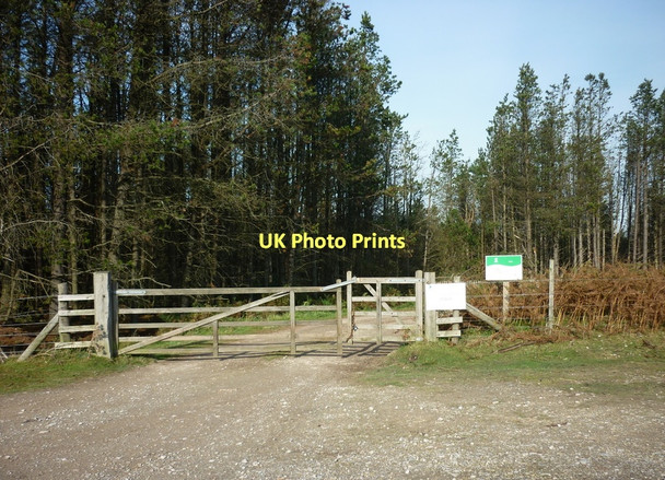 Photo 6"x4" A track into Wintergill Plantation Street\/NZ7304 c2011