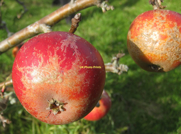 Photo 6"x4" Ripe for the picking Ampleforth c2011