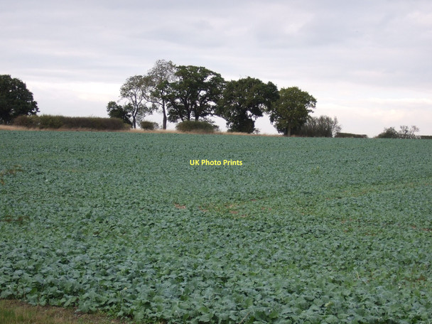 Photo 6"x4" Farmland near Muskham Wood Knapthorpe c2011