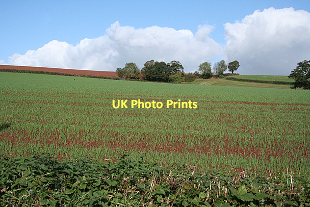 Photo 6"x4" Cullompton: near Colebrooke Cottage Colebrook c2011