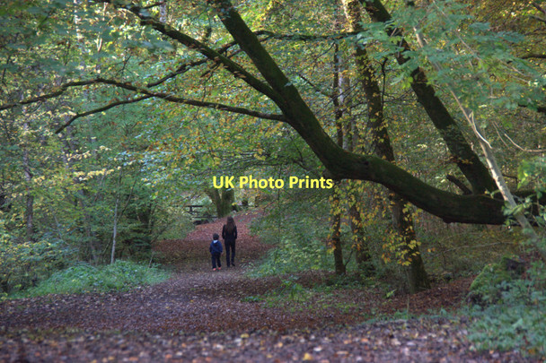 Photo 6"x4" Path through beech woods in Den o' Alyth Alyth c2011