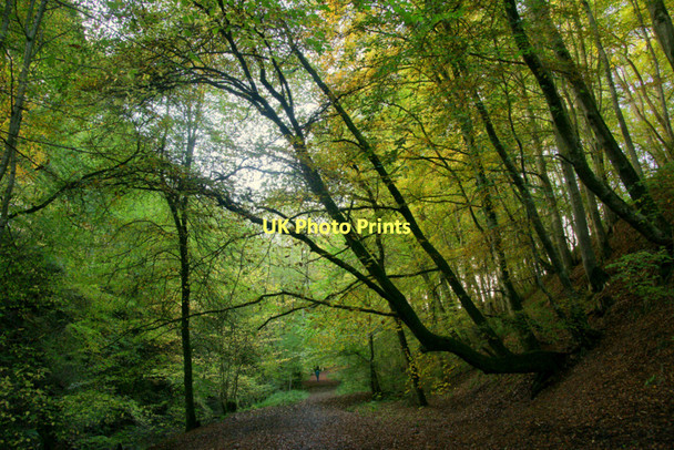 Photo 6"x4" Path through beech woods in Den o' Alyth Alyth c2011 P1
