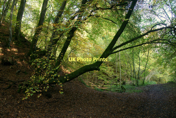 Photo 6"x4" Beech woods in Den o' Alyth Alyth c2011