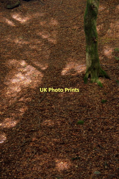 Photo 6"x4" Beech leaf carpet in Den o' Alyth Alyth c2011