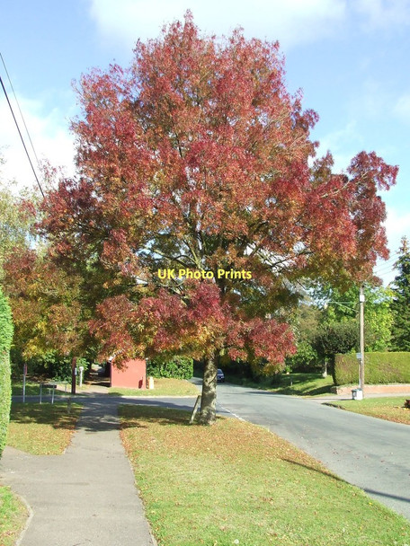 Photo 6"x4" Autumn Colours Babel Green c2011