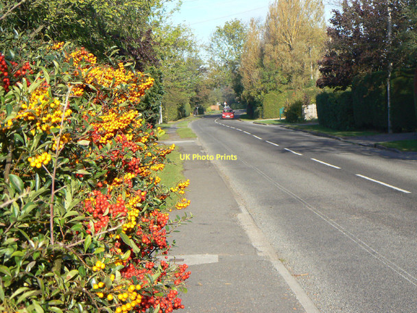 Photo 6"x4" Colourful berries Keyworth c2011