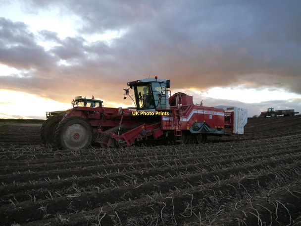 Photo 6"x4" Potato Harvesting At Dusk Lambden c2011