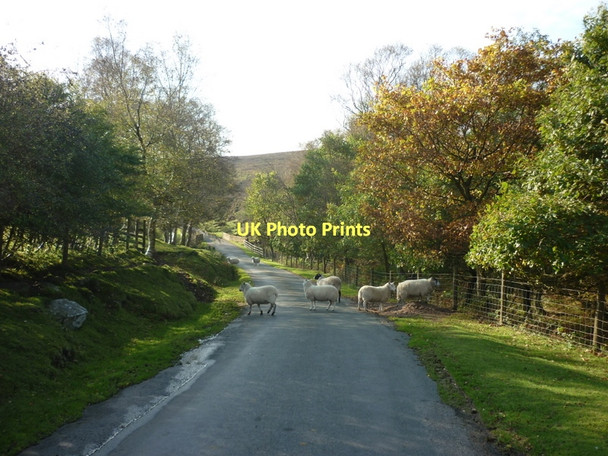 Photo 6"x4" Not much road sense here The Grange\/SE5796 c2011