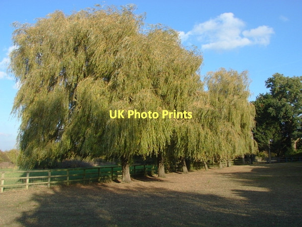 Photo 6"x4" Willows, Fifield Fifield\/SU9076 c2011